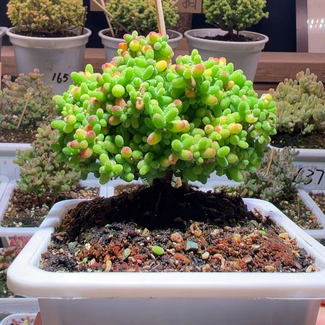 731蜜橘一物一拍包开箱