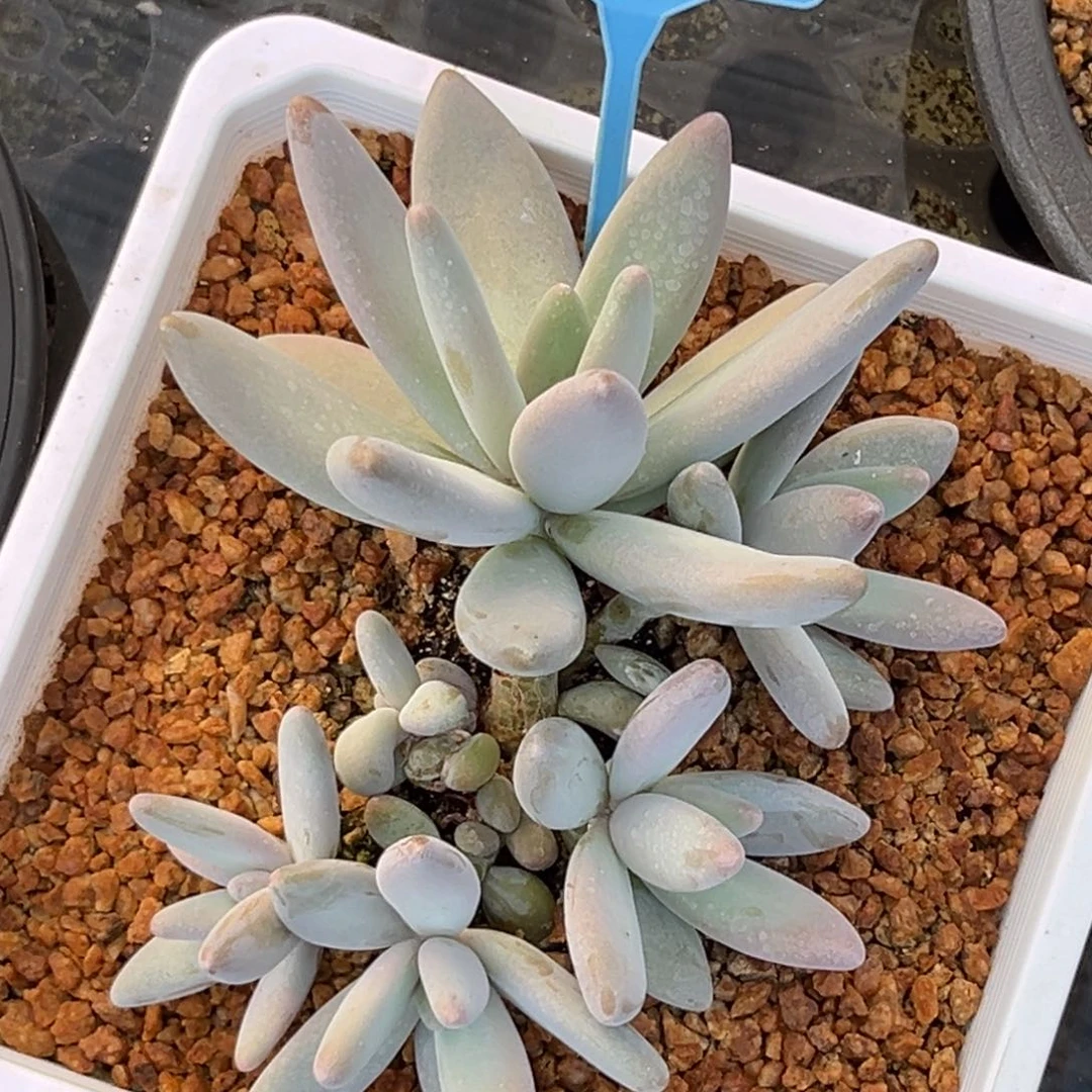 多肉植物企鹅群066