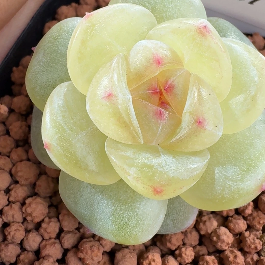 0104-57-0031单头一颗多肉