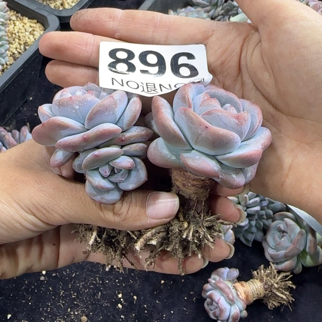 两颗一起一物一拍896
