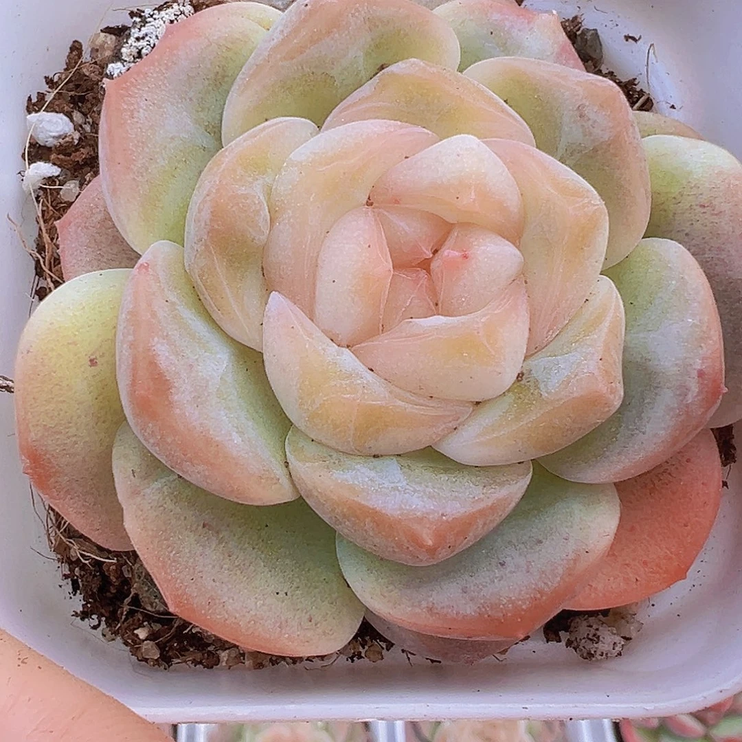 良辰19包邮多肉植物