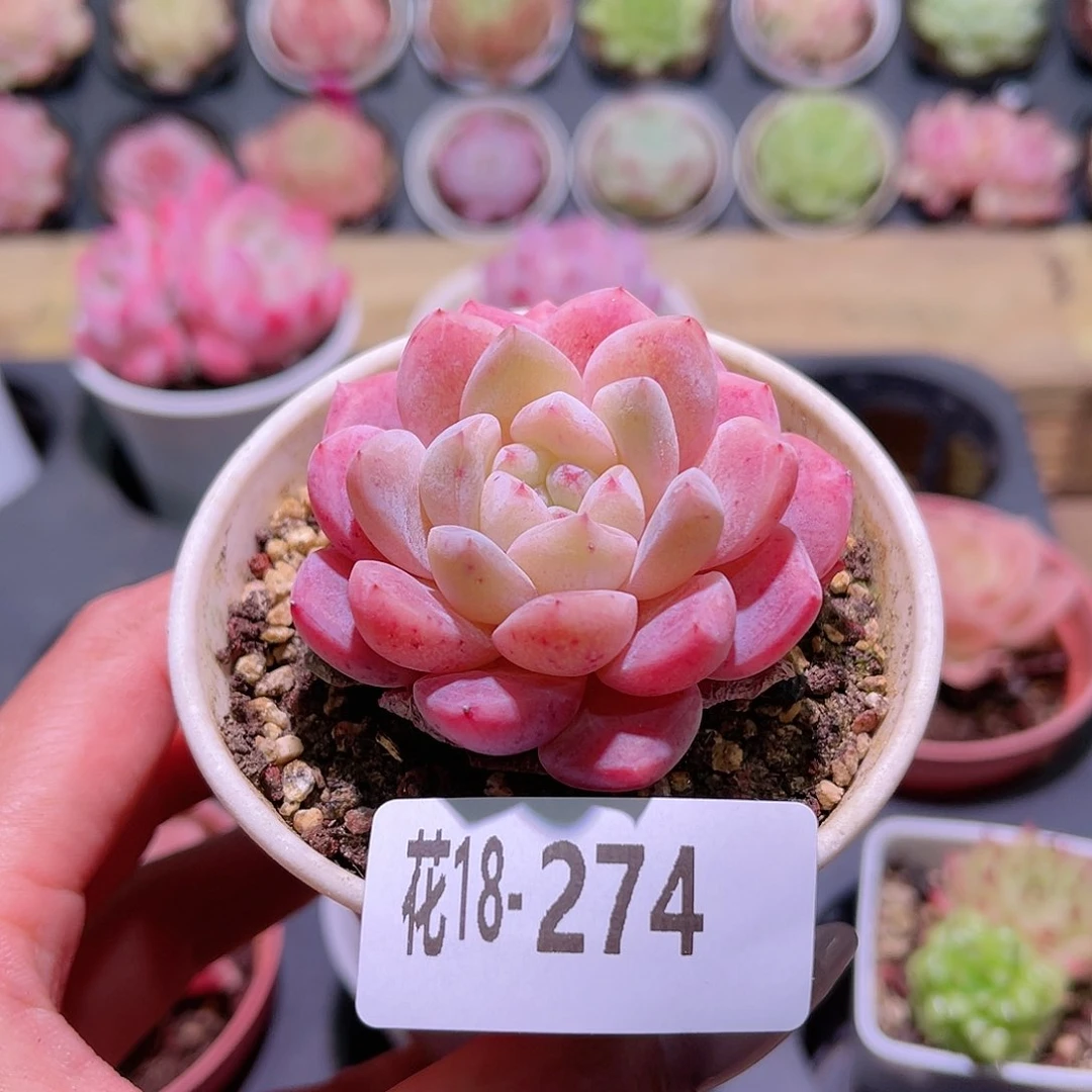 花利美18-274刚毅