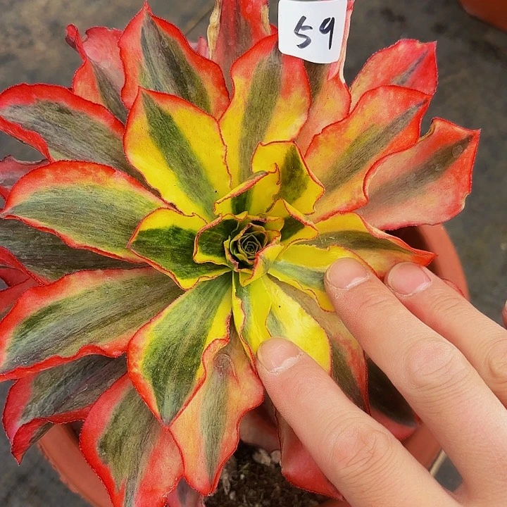 59多肉植物植物福利