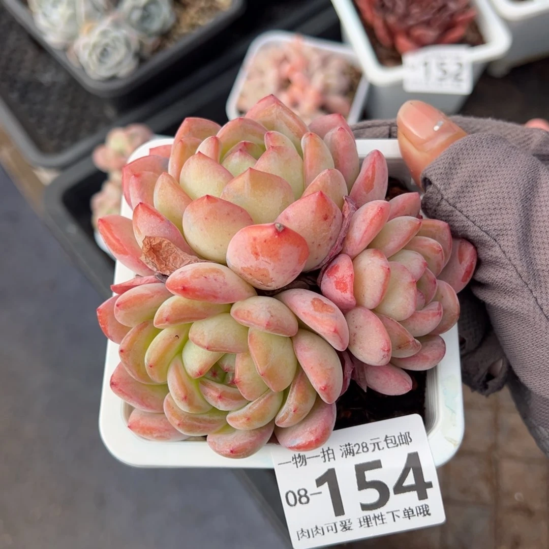 全明星多肉多肉多肉