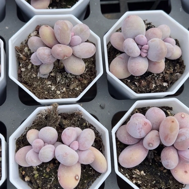 奶酪双头叶片微瑕疵一颗量拍多肉满20包邮