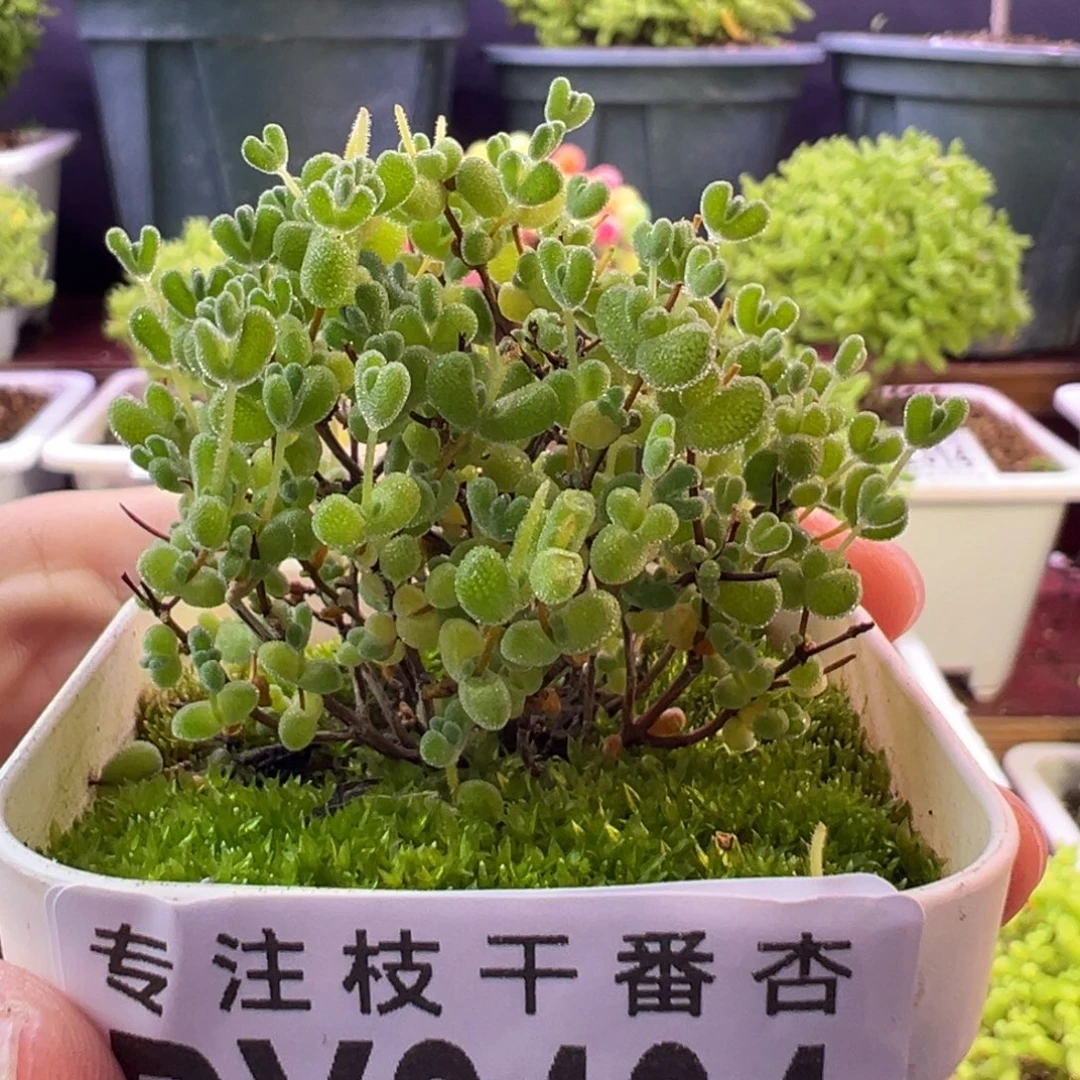 2404莱斯中秋福利