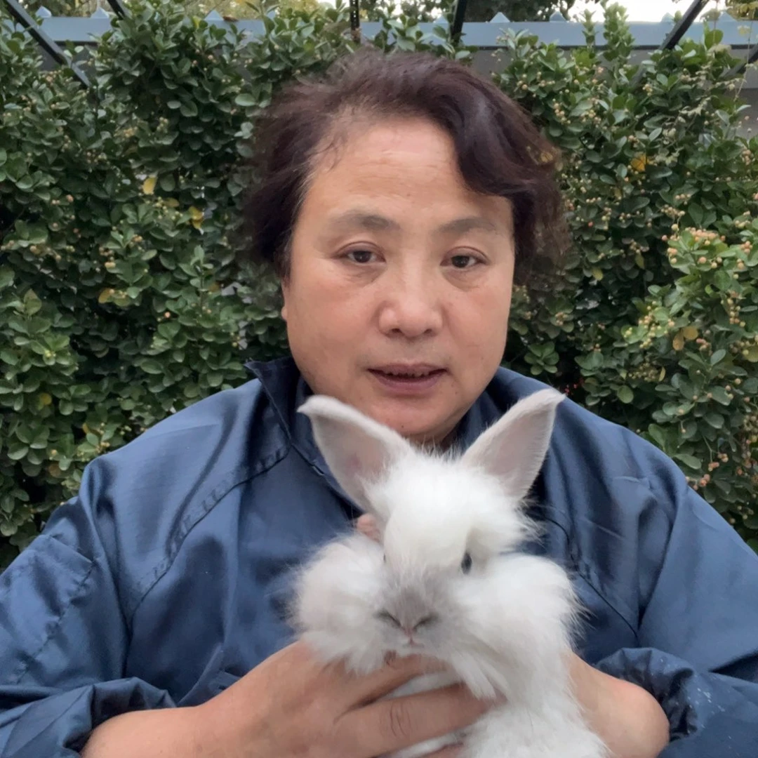 双血统英系安拉兔子