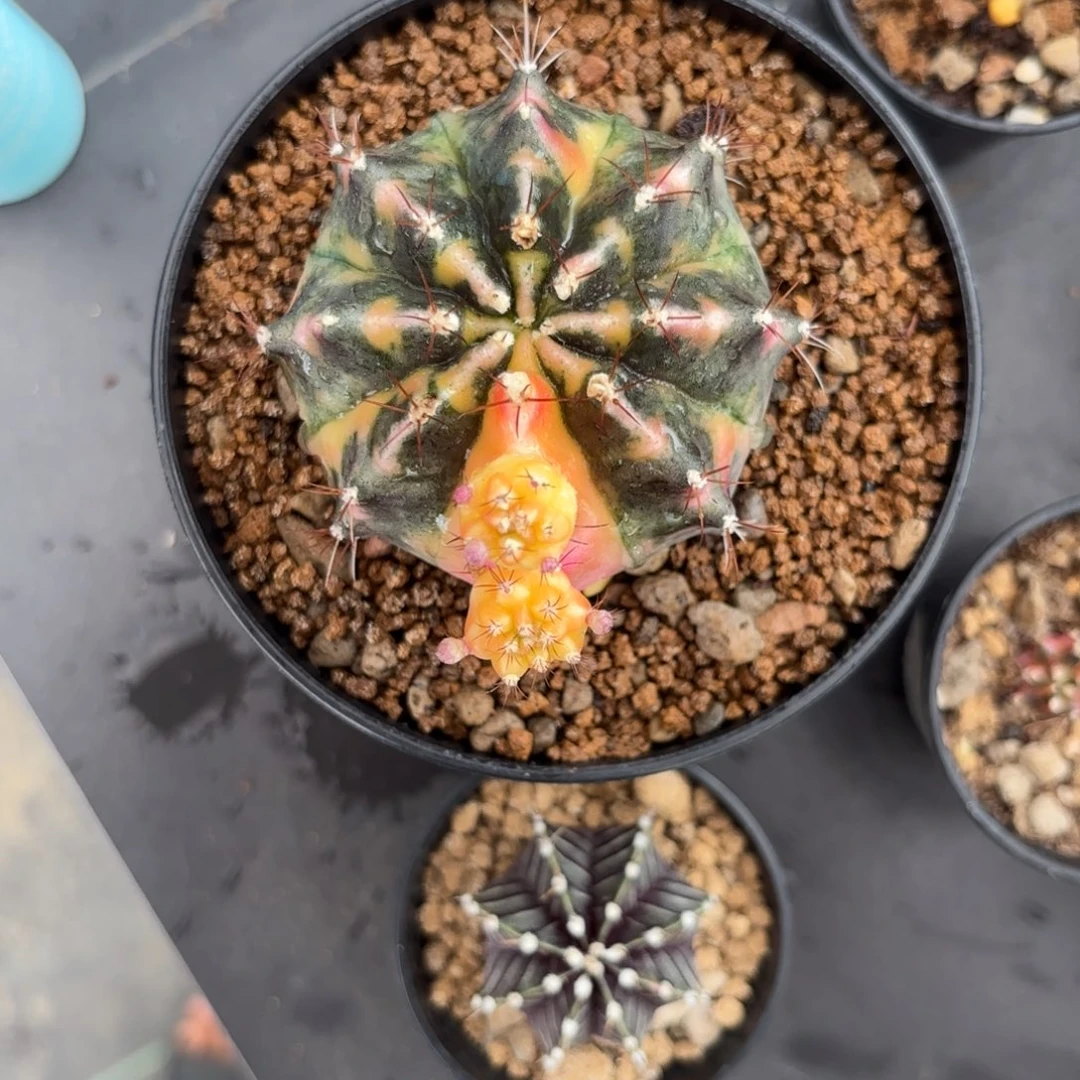 泰系米哈仙人球组合388