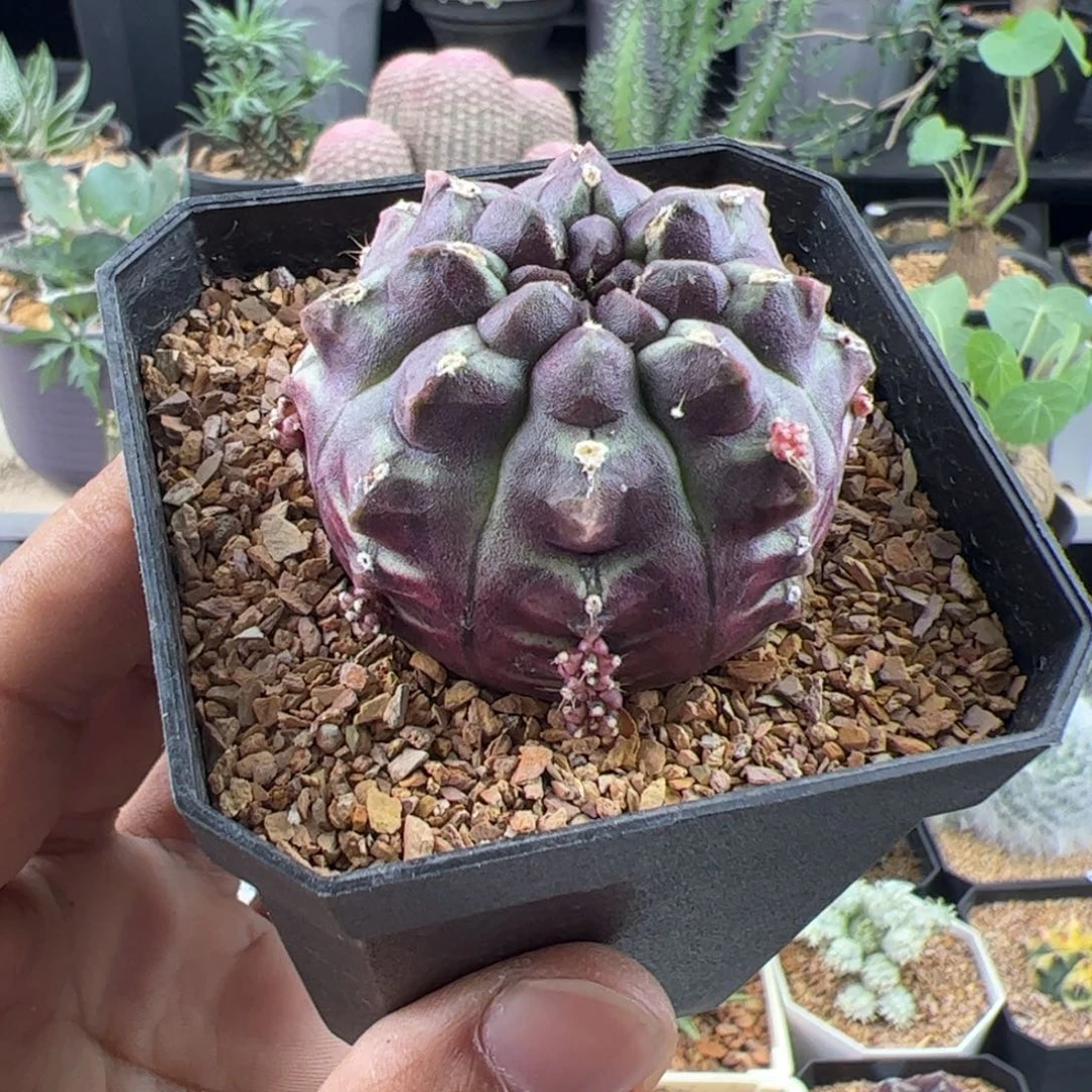 梦想4.5一物一拍带盆发
