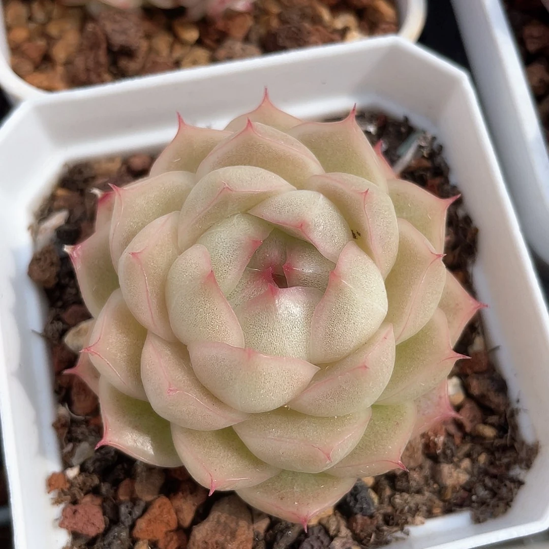 优选麦秆福利829