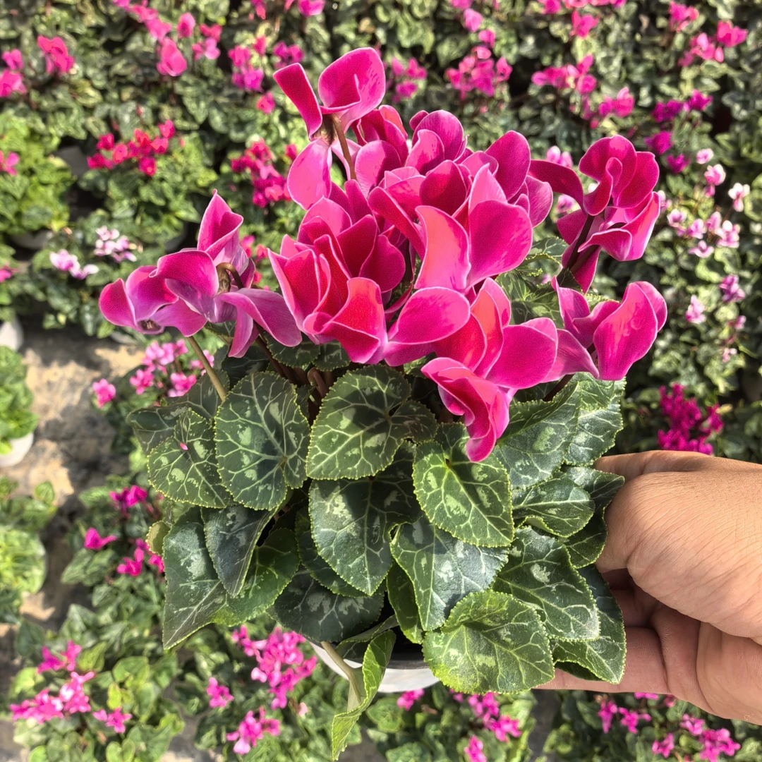 《娇的花园》荷花一代仙客来13厘米盆