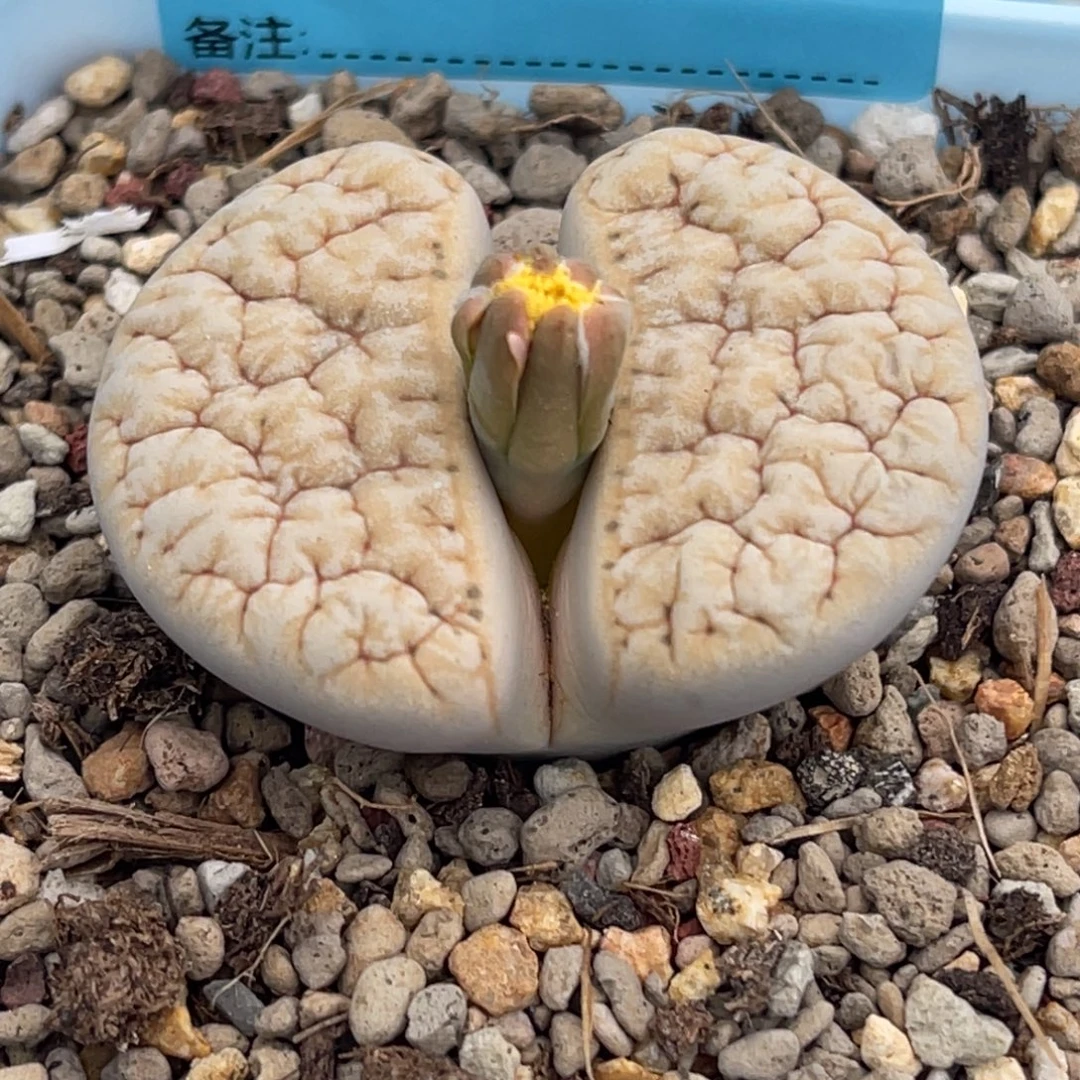 8108凹凸铁189一颗