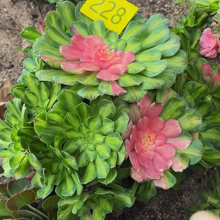 多肉植物知否228月