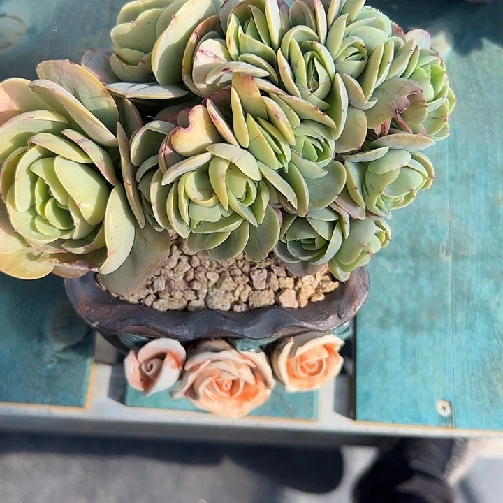 喵***织鸡蛋碧桃朵朵11111111