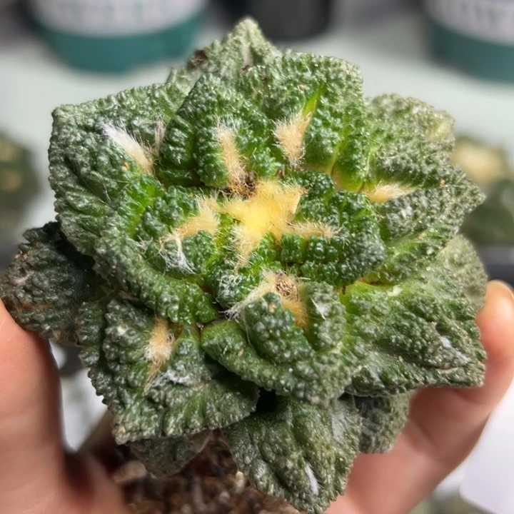 21 脱土带根发货