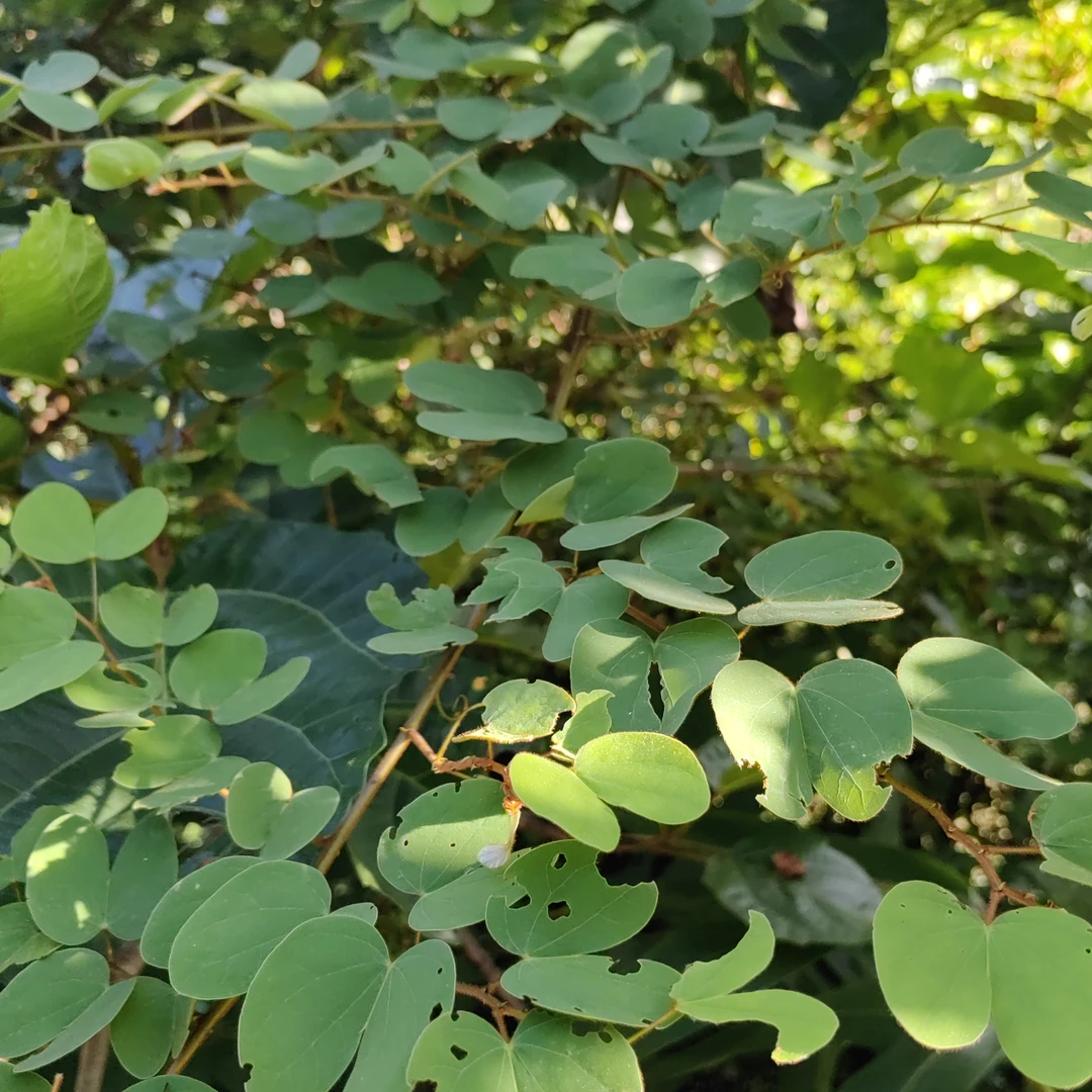 飞扬藤合掌仔双肾藤夜关门