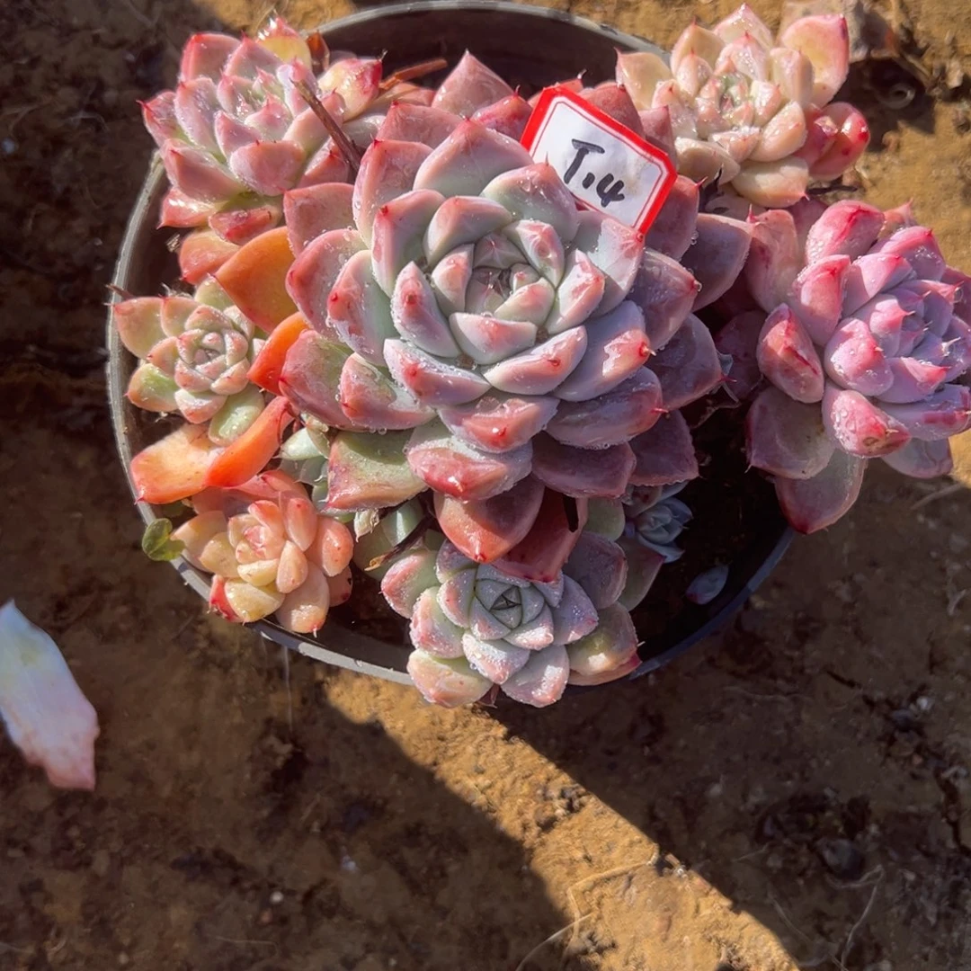 精品多肉植物老桩