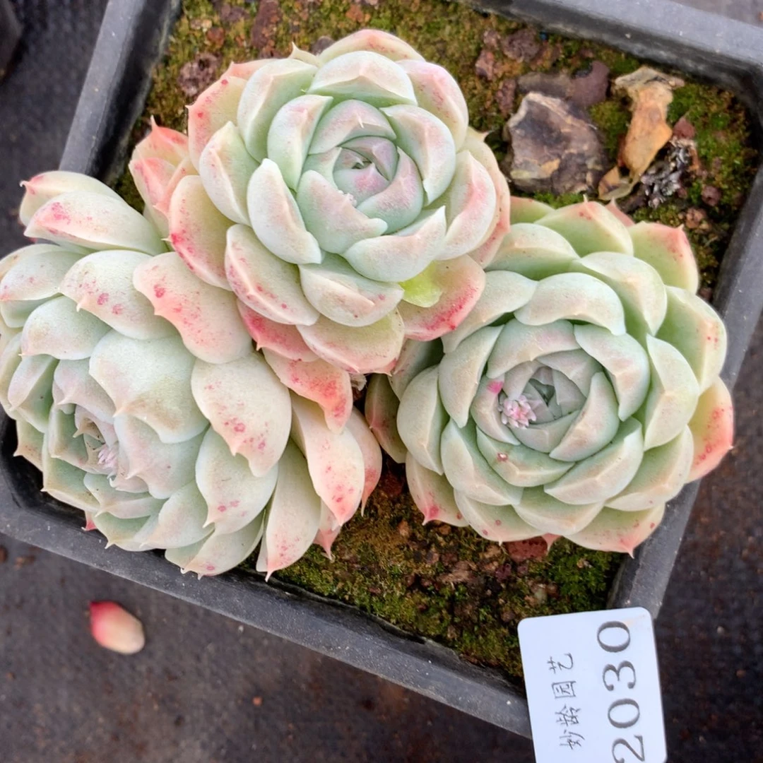 2030杂交精品基地13厘米