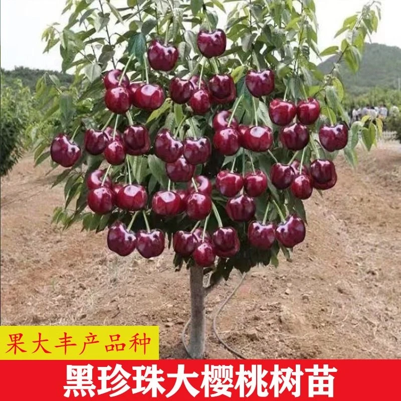 嫁接黑珍珠樱桃树苗南方北方种植苗特大车厘子树苗盆栽地栽樱桃苗