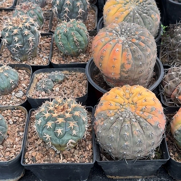 鴻***成无花朵实生新顿花龙