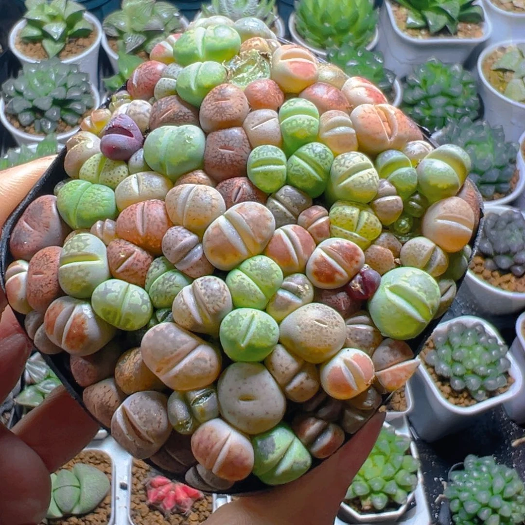 生石花玉露多肉多肉多肉