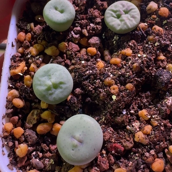 9号大型奶油嘴苗子4颗