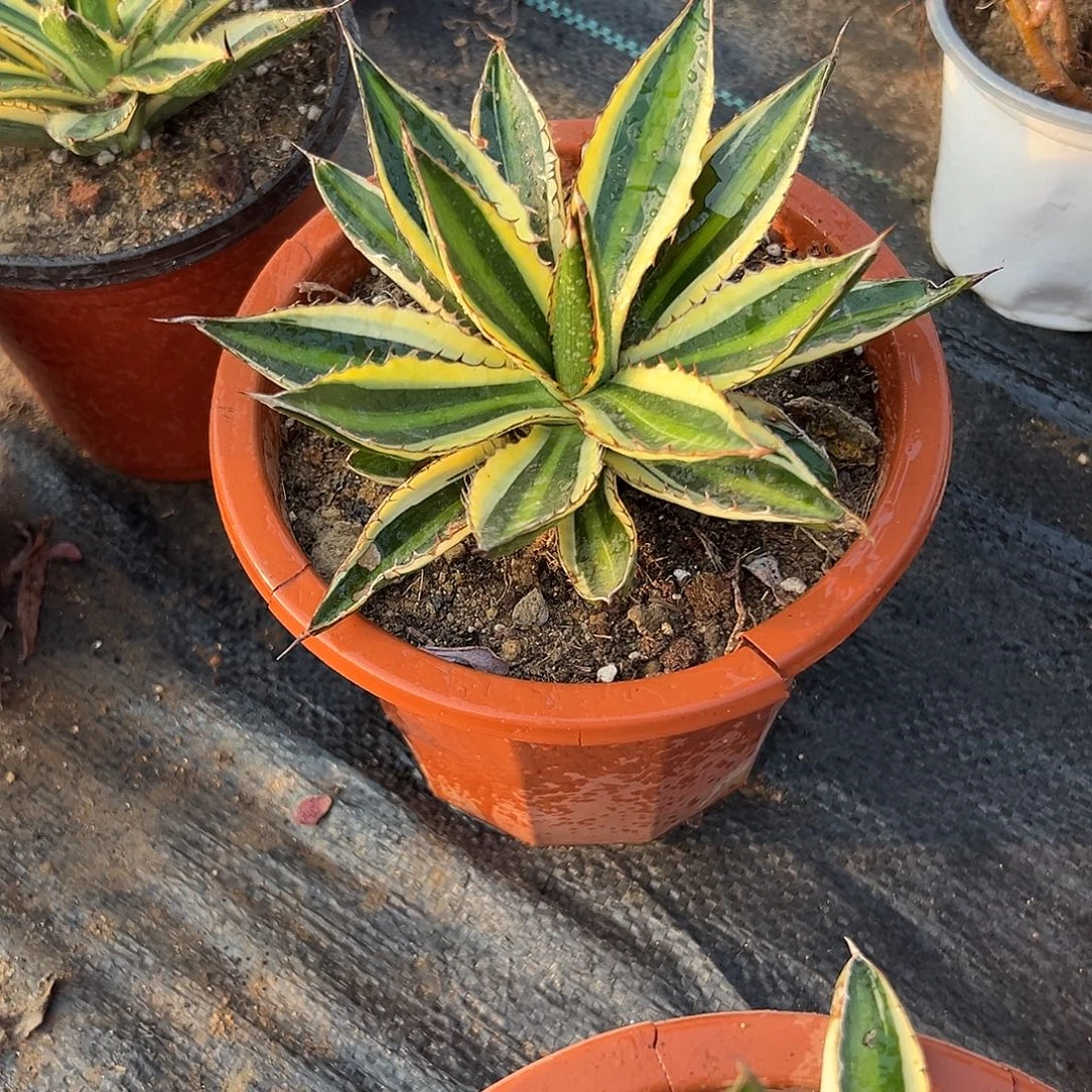 多肉植物五色万代