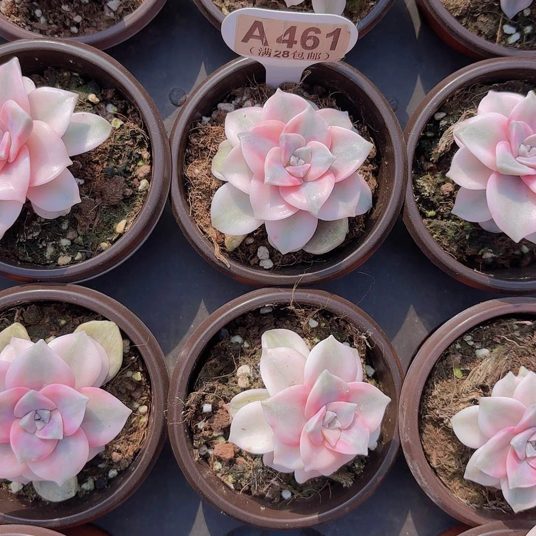 A461紫乐锦一物一拍