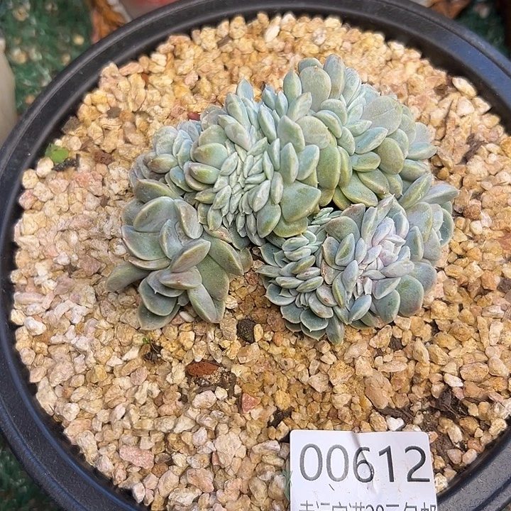 幸运的是我还没遇到