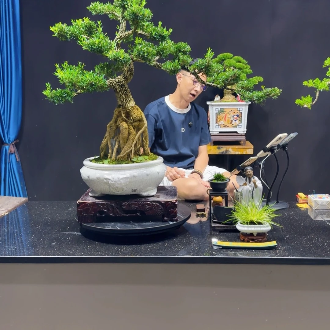无花朵黄杨室内室外盆景艺术