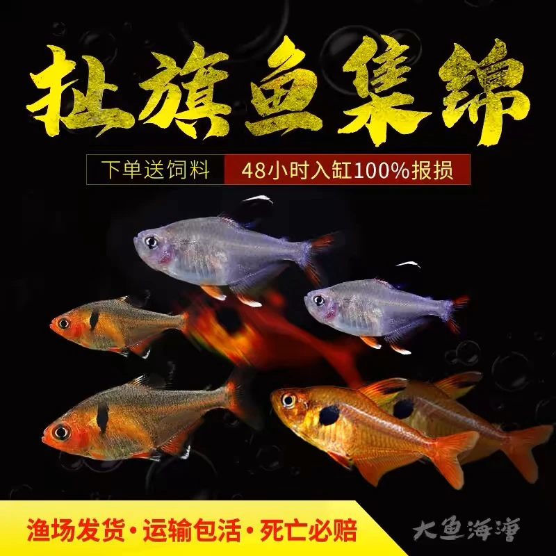 扯旗鱼红勾黑尾玫瑰芙蓉灯鱼小型热带观赏鱼草缸群游