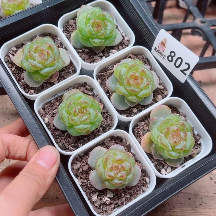 多肉植物多肉植物