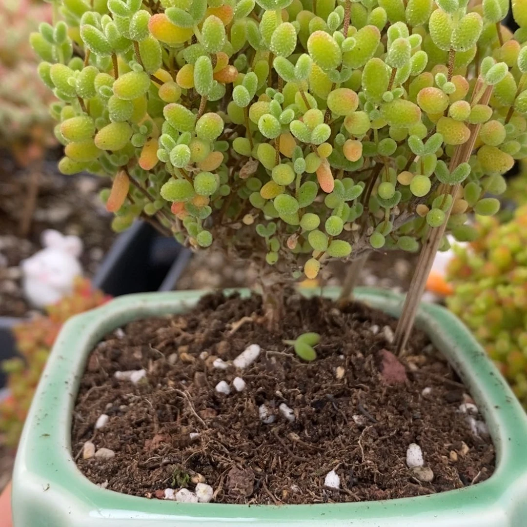 15号蜜橘糖球多肉