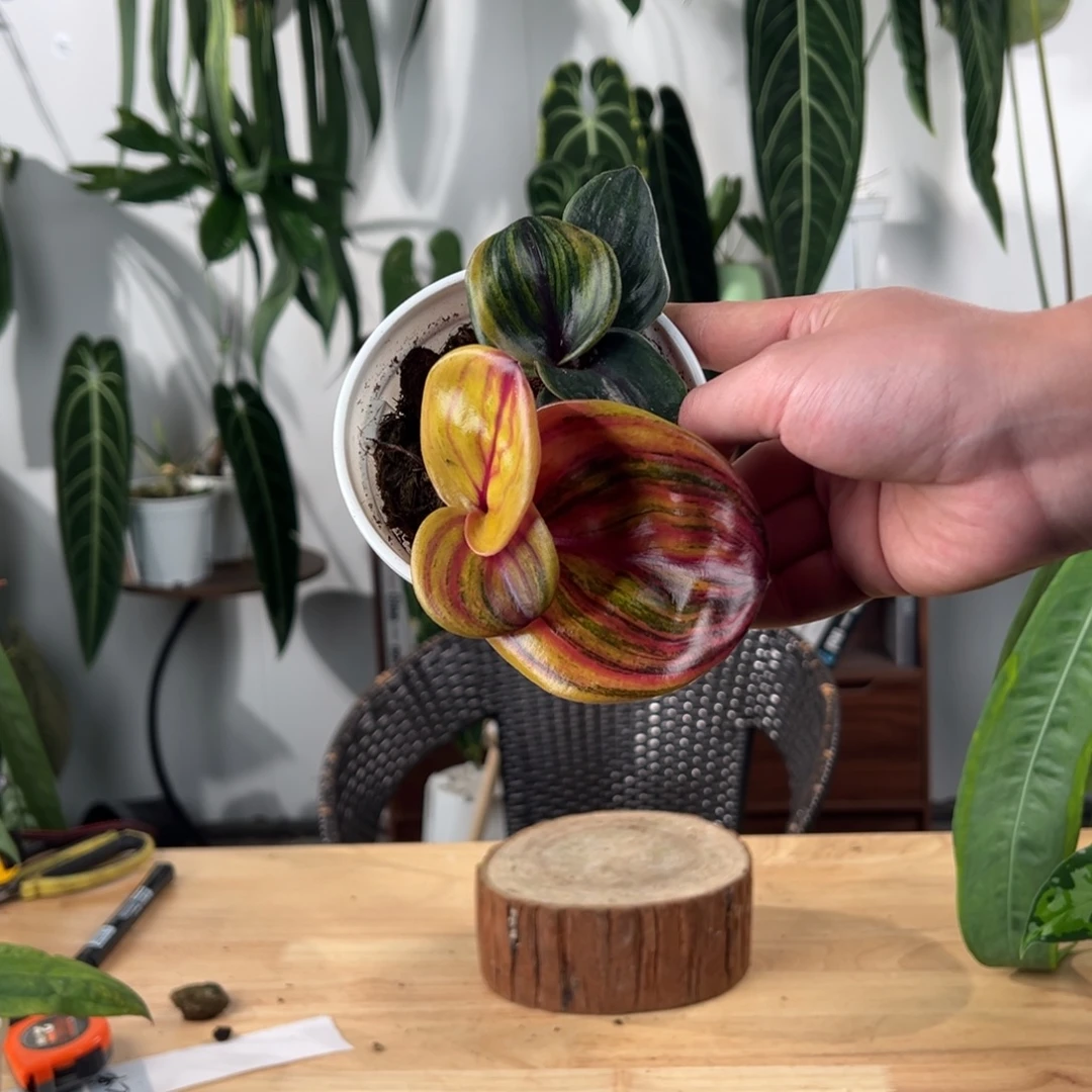 完全开放彩虹暗黑银波草锦