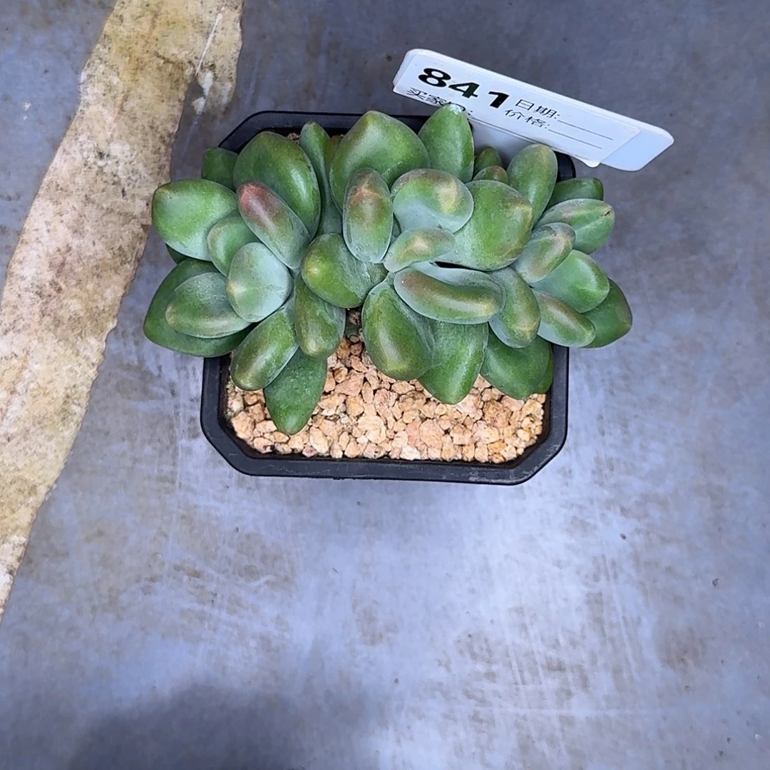 841X多肉植物多肉植物