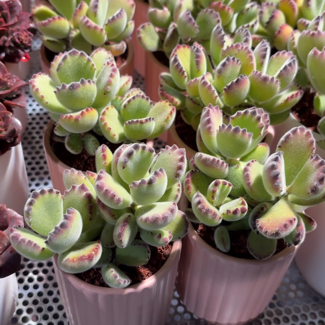 熊童子多肉粉色圆盆