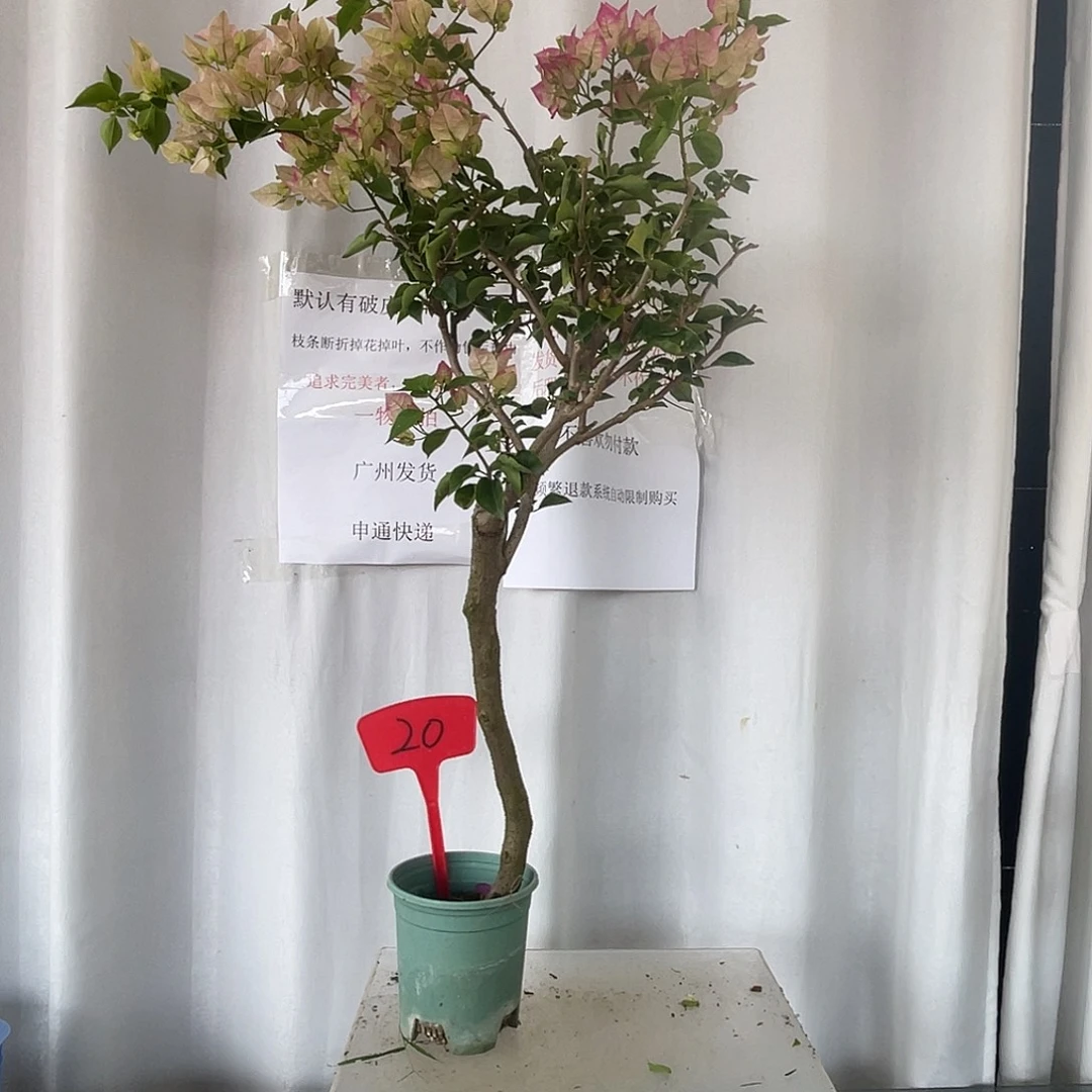 当前无花栽培后可以开花20小画报
