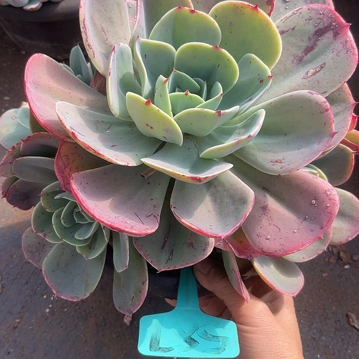 胭脂扣587 两单包邮，一物一拍