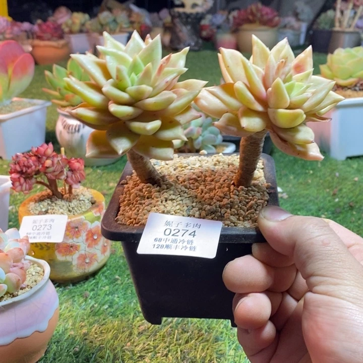 0274啊啊啊啊啊啊啊啊啊啊