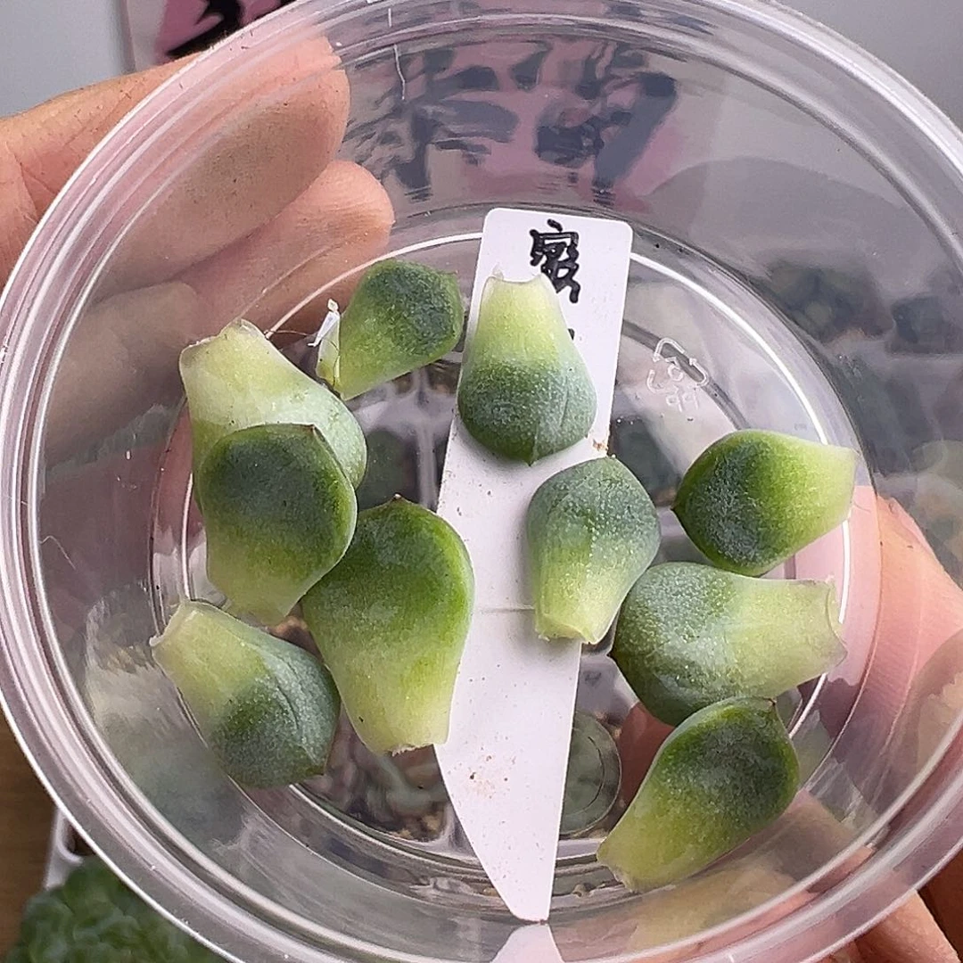 蜜糖一盒叶子啊啊