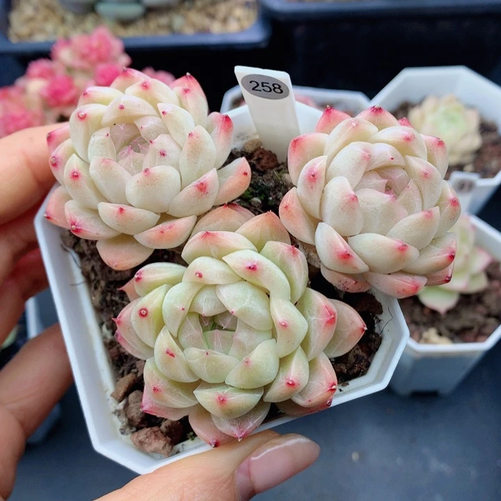 麦秆58包邮  群生不包整258