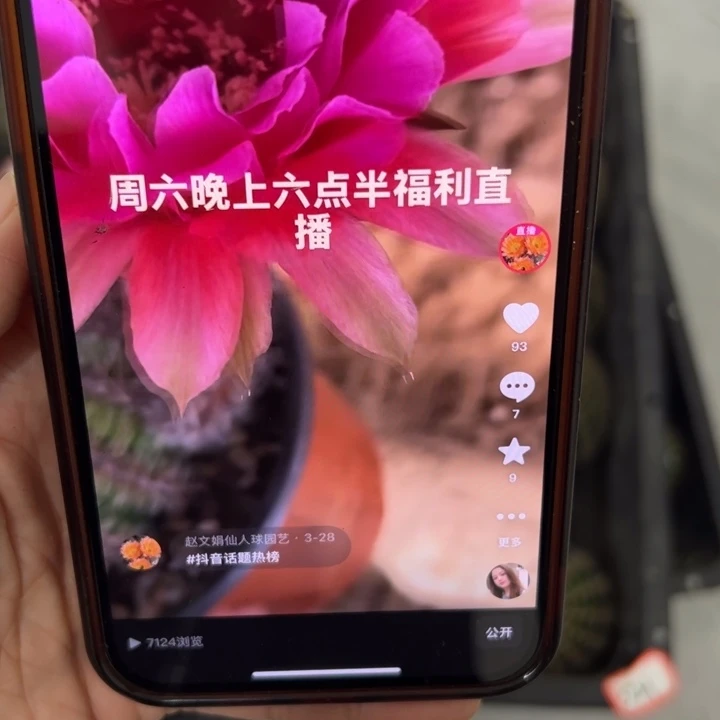 仙人球侧芽彩草cc521