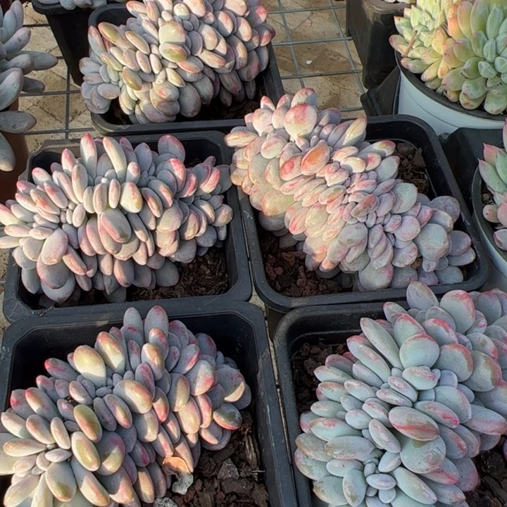 新疆包邮 粉兔缀