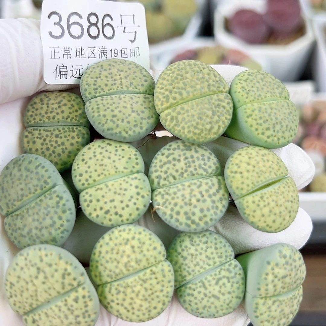 3686 好养易活生石花大母本12个