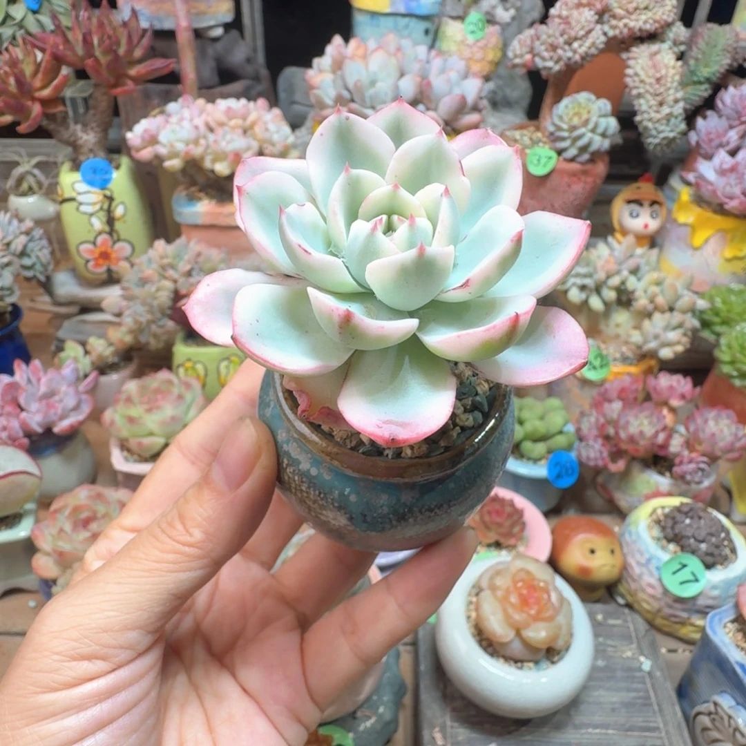 黄桃锦 多肉含盆土 一物一拍