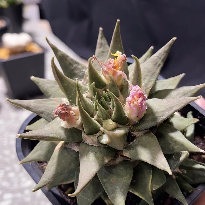 赤花龙芽牡丹666666666