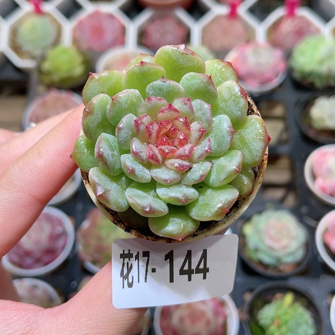 花利美17-144新品