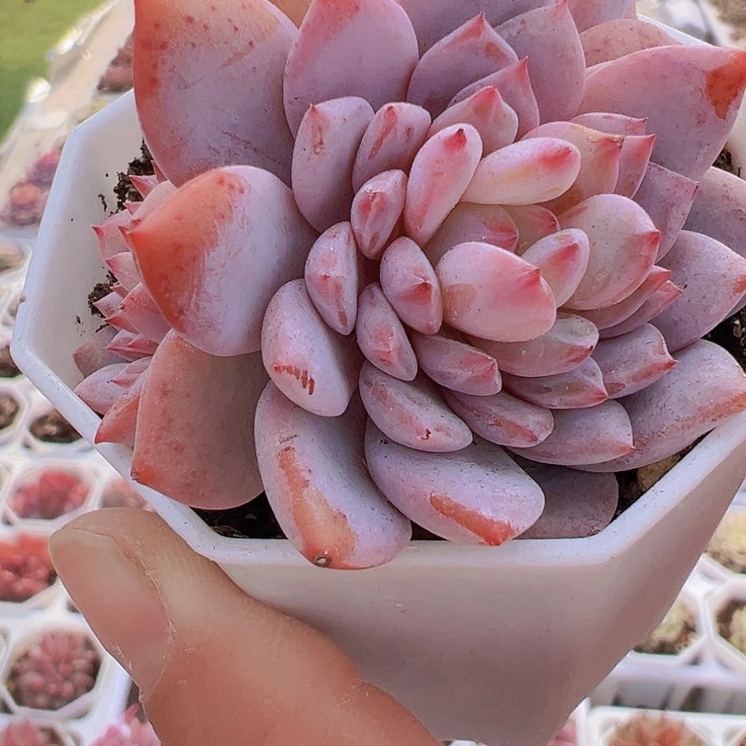 玉芙蓉群19包邮多肉