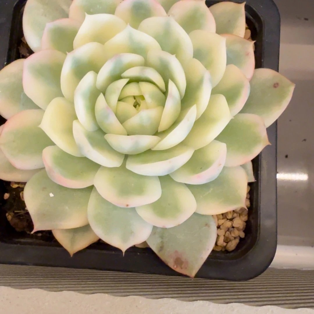 韩水晶 安吉园艺锦