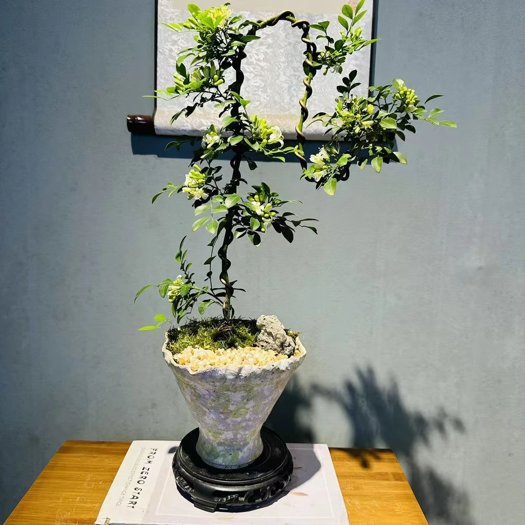 文人造型九里香开花香飘九里+陶瓷盆+接水盘